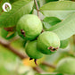 Guava Leaves: Natural Zinc Capsules