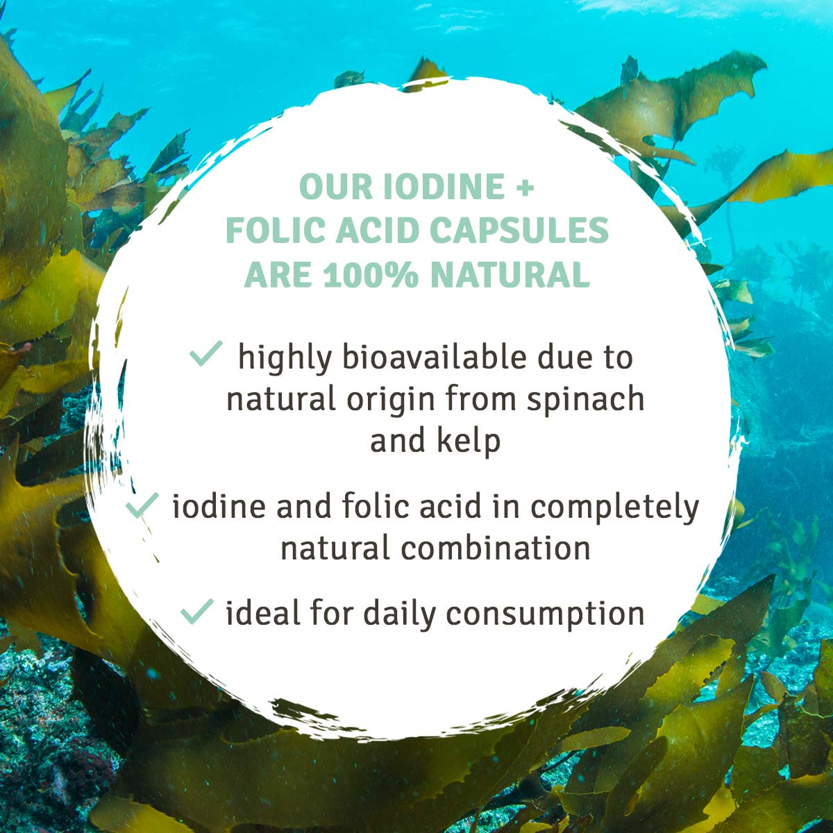 Kelp + Spinach: Natural Iodine + Folic Acid Capsules